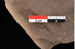 Foto (Detailansicht) von Cyperites strictus Ettingshausen (NHMW-GEO-2024-0188-0396)
